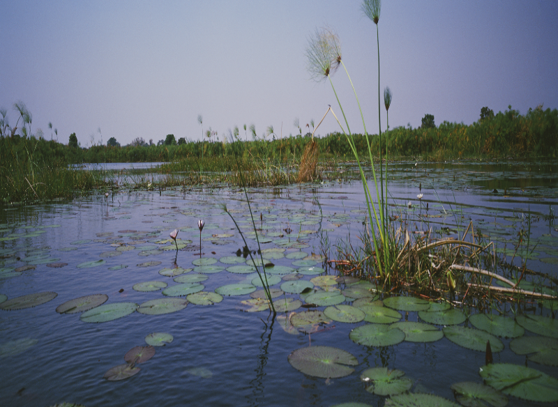 Okavanga floddelta med åkander