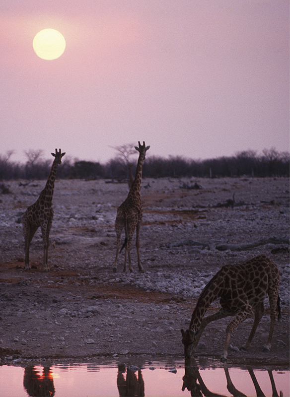 Giraffer i solnedgang