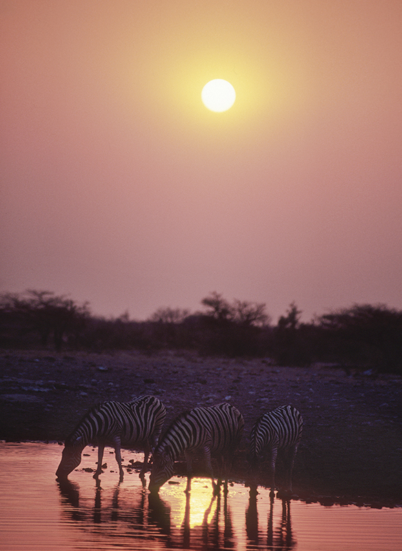 Zebra i solnedgang